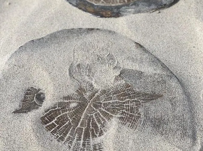 Pomaranczowy - Kawalerka W Srodmiesciu 코워브제크